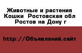 Животные и растения Кошки. Ростовская обл.,Ростов-на-Дону г.